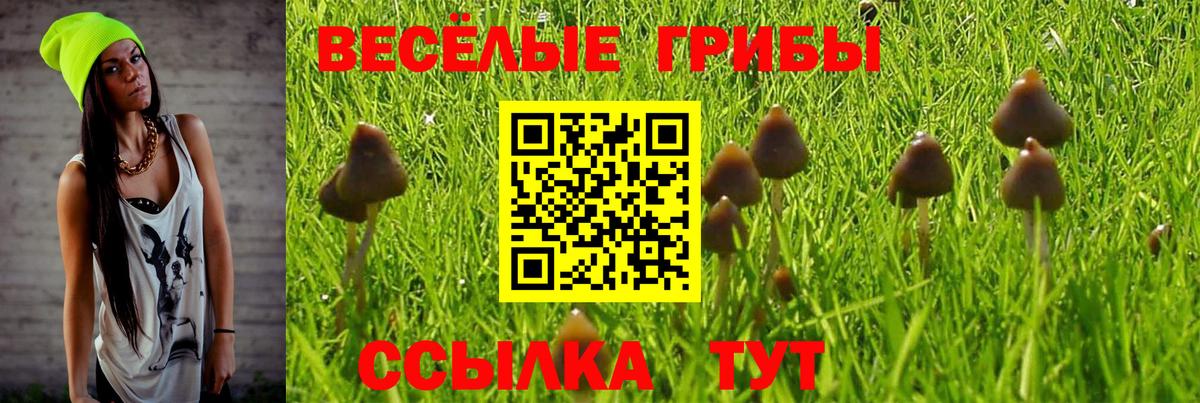 Галлюциногенные грибы Psilocybe Зеленодольск
